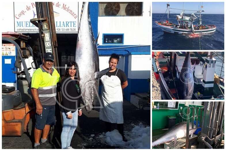 El espectacular ejemplar de atún rojo fue capturado el pesquero Aura del Carmen, con sede en Taliarte (Foto TA)